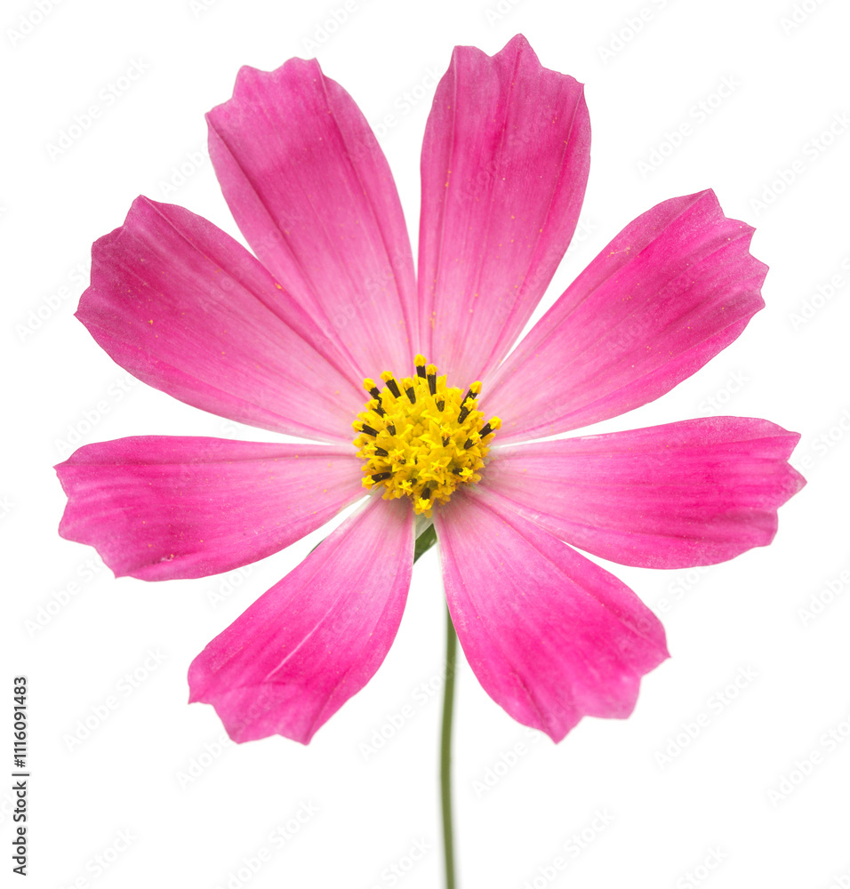 Beautiful Cosmos Flower isolated on white background Beautiful Cosmos Flower isolated on white background