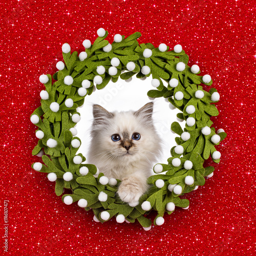 Fotografie Fluffy Sacred Birman cat kitten, sitting in mistletoe wrath with