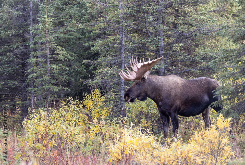 Alaska Yukon Bull Moose in Autumn in Denali National Park Alaska Alaska Yukon Bull Moose in Autumn in Denali National Park Alaska