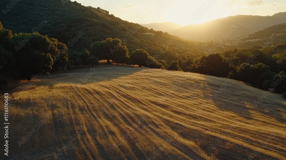 Fototapeta premium Summer sunset over hilly fields with lush trees casting long shadows on golden grass slopes