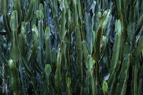 Candelabra cactus stems, cacti abstract background. Succulent of Euphorbia Canariensis or Euphorbia Eritrea, cactus-like trunks of a spurge from Canary islands, endemic plant. photo