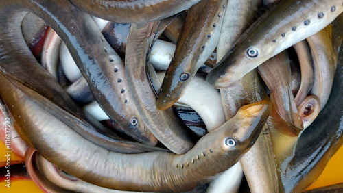 Fresh river lampreys in a yellow plastic bucket. Latvian lampreys have just been caught