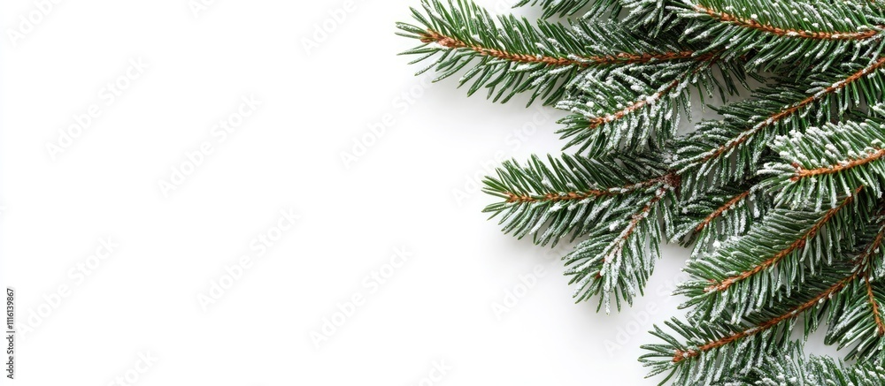 Festive conifer branches dusted with snow arranged on a white background for seasonal decoration and holiday design elements. Festive conifer branches dusted with snow arranged on a white background for seasonal decoration and holiday design elements.