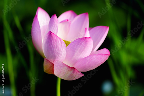 Oriental beauty: Pink lotus blooming in sunlight with green leaf