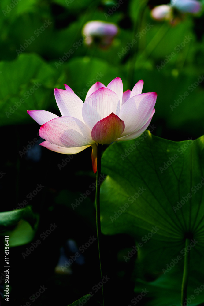 Obraz premium Oriental beauty: Pink lotus blooming in sunlight with green leaf