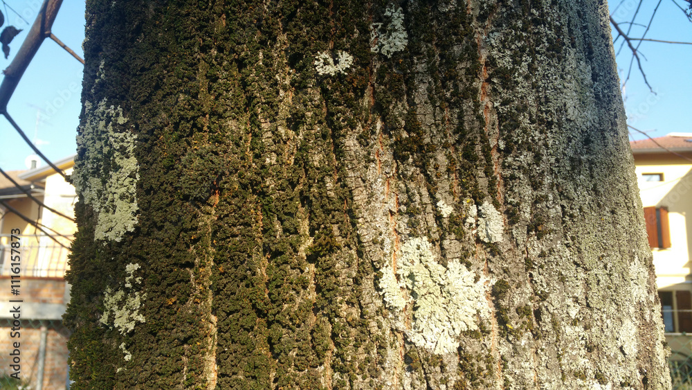 Fototapeta premium A close up view of a tree trunk that has moss growing on it