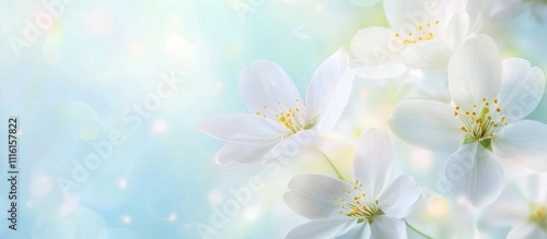 Delicate white flowers blooming against a soft pastel blue background evoking the essence of spring and natural beauty.