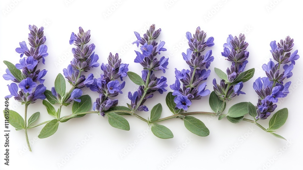 Obraz premium Vibrant twig of purple salvia with green leaves arranged symmetrically on a clean white background, botanical specimen, floral detail, nature, aesthetics.