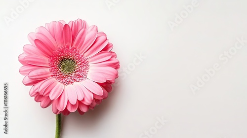 Single pink Gerbera daisy flower isolated on a clean white background, offering a vivid display of natural beauty, perfect for creative compositions with ample copy space. photo