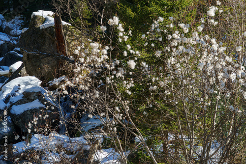 White fluffy on willow branches of Salix pentandra, the bay willow in the Teberdinsky National Park. Dombay, Karachay-Cherkessia, Russia, Gonachkhir Gorge photo