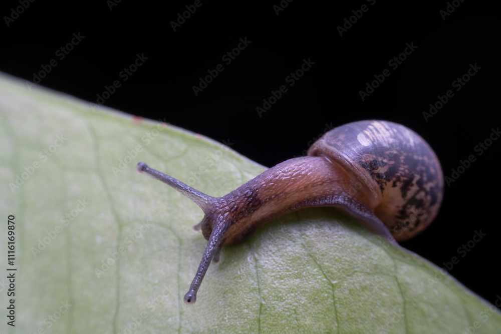 snail in the wild state
