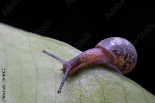 Obraz na płótnie snail in the wild state w salonie