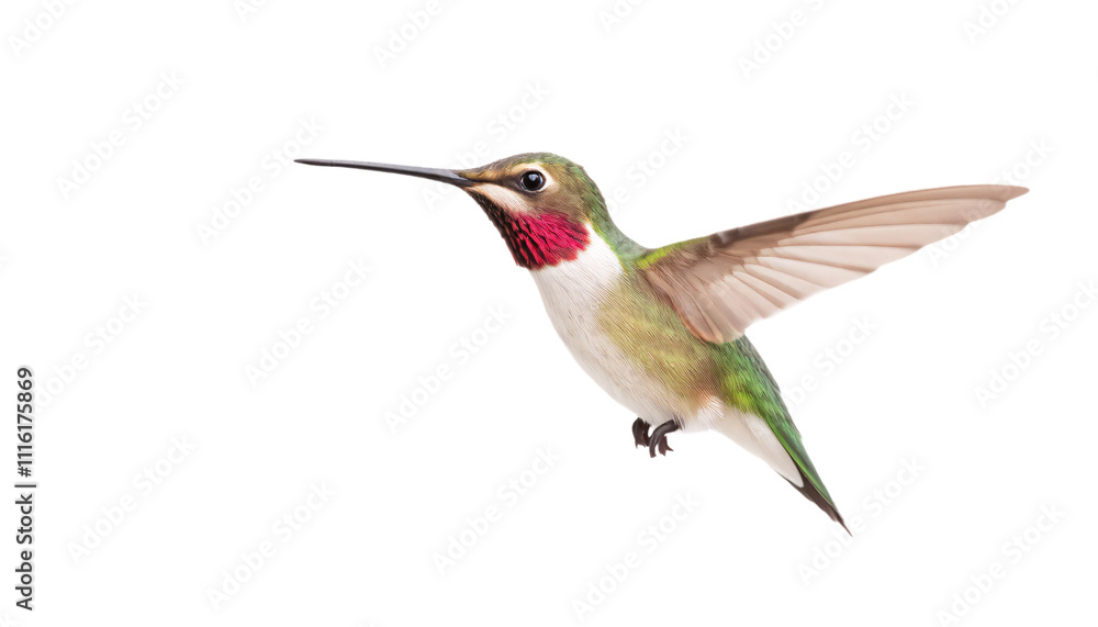 Fototapeta premium hummingbird isolated on transparent background