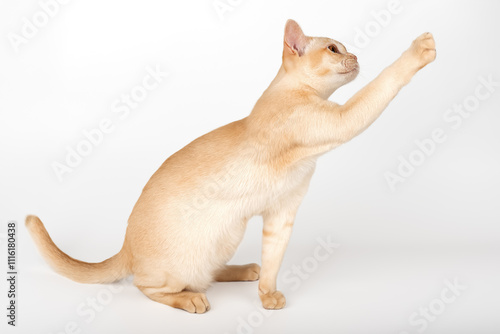 Adorable cream kitten of Burmese breed on studio background.