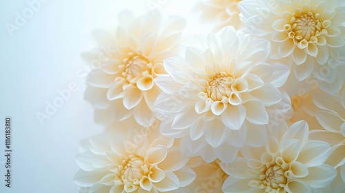 Close-up image of dahlia flowers arranged in a bouquet, presented with a soft focus against a white background, creating an elegant and tranquil atmosphere with ample copy space.