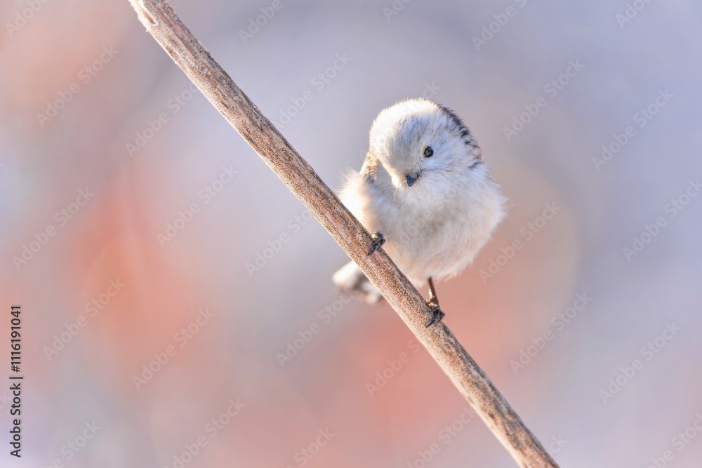 Fototapeta premium A cute long tailed tit sits on a branch in winter. Aegithalos caudatus. A titmouse with long tail