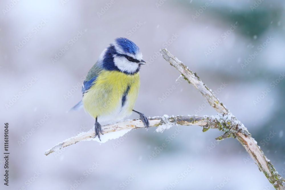 Fototapeta premium A cute blue tit sits on the branch in winter. Cyanistes caeruleus
