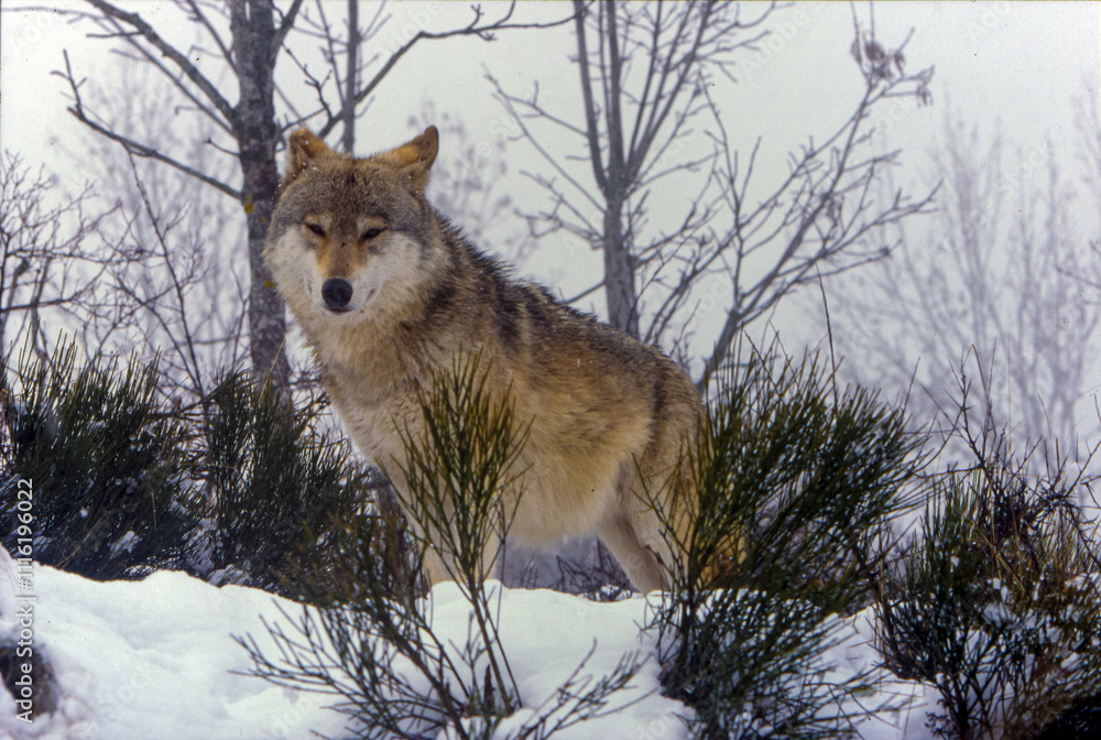 Fototapeta premium Loup paisible, Lozère