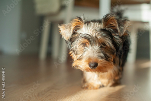 A Yorkie’s Cozy Life. Discover the charming life of this adorable Yorkshire Terrier as it lounges in a warm, sunlit apartment, patiently watching the world go by. photo