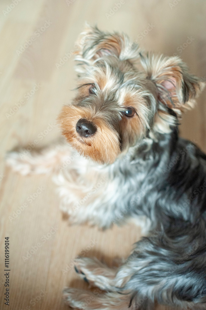 A Yorkie’s Cozy Life. Discover the charming life of this adorable Yorkshire Terrier as it lounges in a warm, sunlit apartment, patiently watching the world go by. A Yorkie’s Cozy Life. Discover the charming life of this adorable Yorkshire Terrier as it lounges in a warm, sunlit apartment, patiently watching the world go by.
