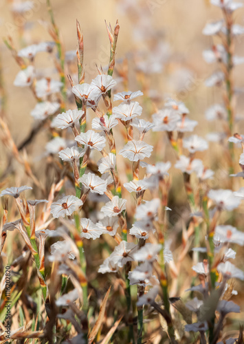 wild plants, photos of small white flowers photo