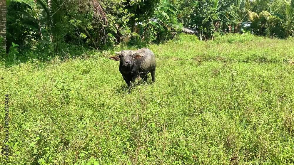water buffalo in a field. Carabao water buffalo in a field. Carabao