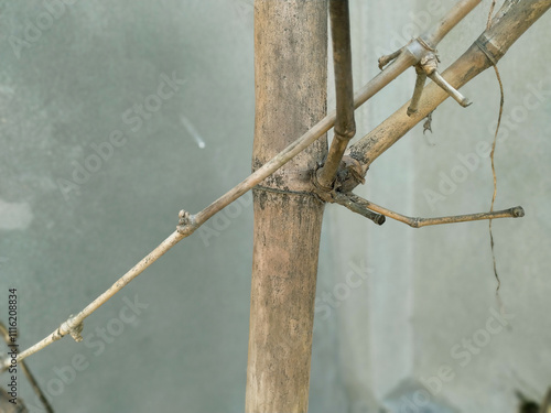 close up view of tree branches