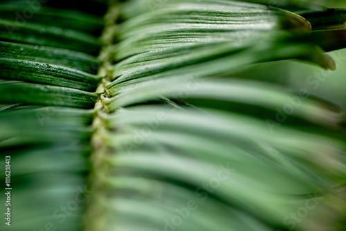 Abstract close-up of a colorful plant with soft focus and shallow depth of field, creating a vibrant and artistic composition. photo