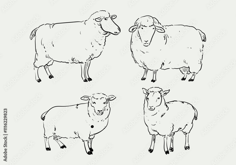 Fototapeta premium Set of sheeps domestic animal hand drawn vector illustration element isolated on background.