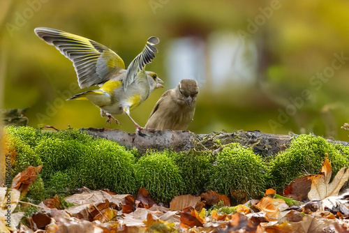 Un verdone (Chloris chloris) allarga le ali per spaventare un passero (Passer domesticus) arrivato alla mangiatoia. photo