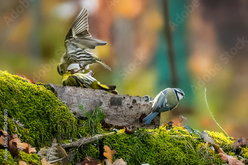 Una femmina di lucherino (Spinus spinus) litiga con il suo compagno, mentre una cinciarella (Cyanistes caeruleus) appollaiata lì vicino si tiene lontana. photo