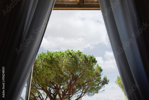 Umbrella pine in the park of the Italian residence