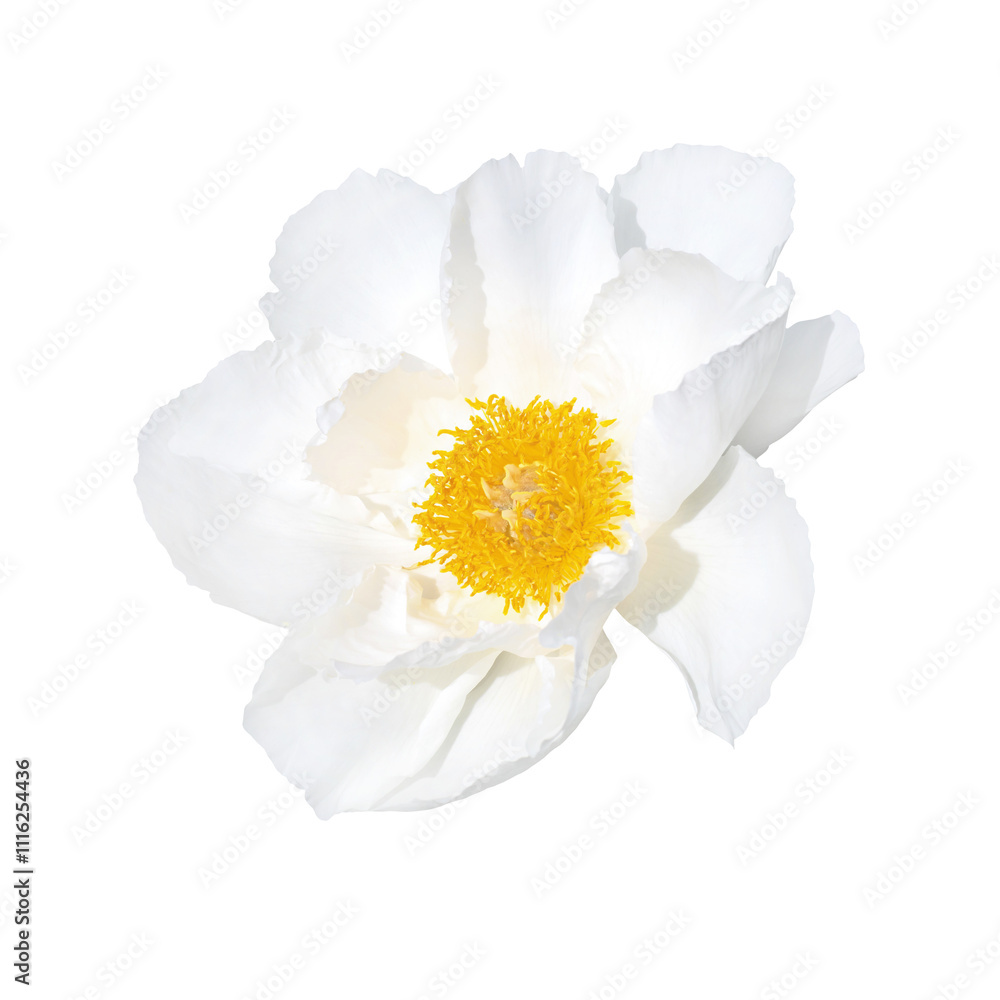 White peony flower with yellow center isolated on transparent background.