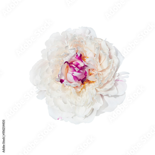 White peony flower with pink center isolated on transparent  background.