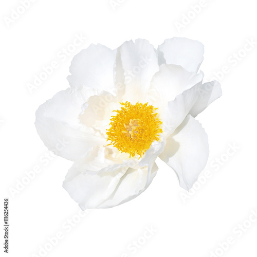 Obraz na płótnie White peony flower with yellow center isolated on transparent background. w salonie