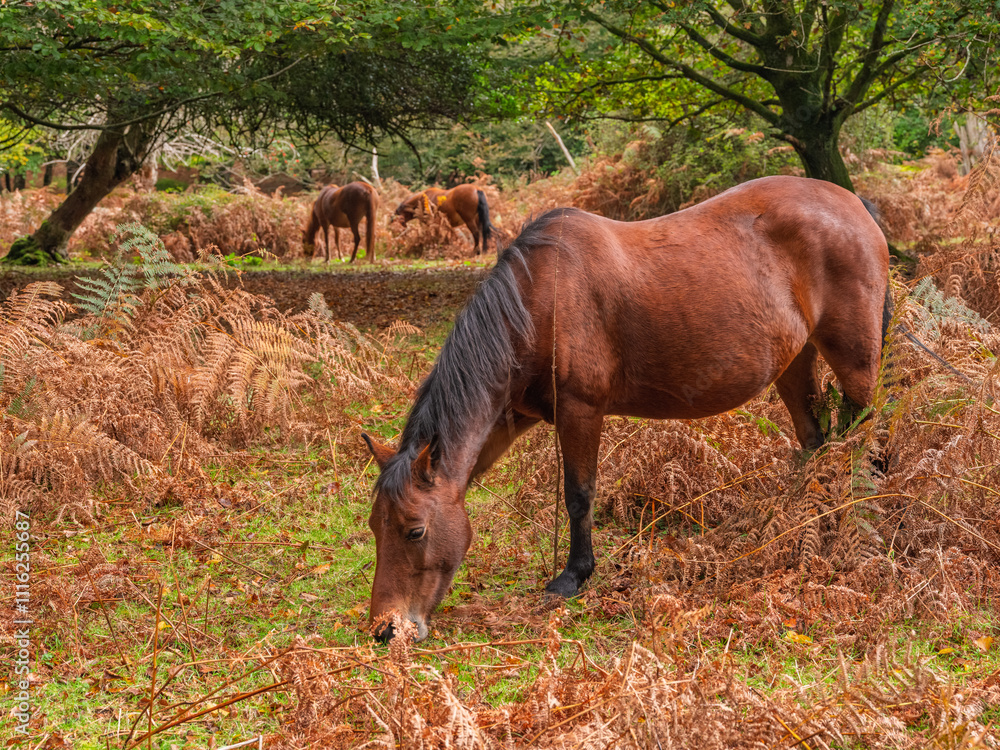 Fototapeta premium New Forest National Park - (Wild horses, Trees, Forest)