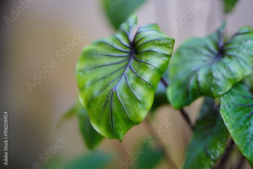 Beautiful green tree Colocasia pharaoh mask in the garden ,colocasia esculenta,tropical plant.	 photo