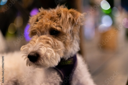 A charming Wire Fox Terrier joyfully explores a pedestrian pathway under the serene night sky. This adorable purebred canine, with its signature wiry coat and playful demeanor, embodies elegance photo