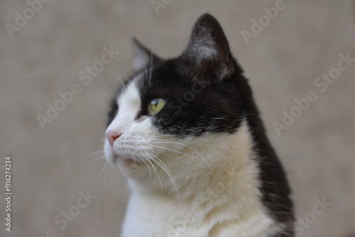 chat noir et blanc