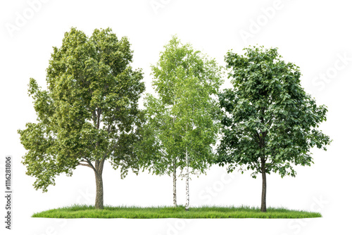 A diverse collection of lush green trees including a tall oak, a slender birch, and a wide-canopied maple, showcasing their varying shapes and textures. 