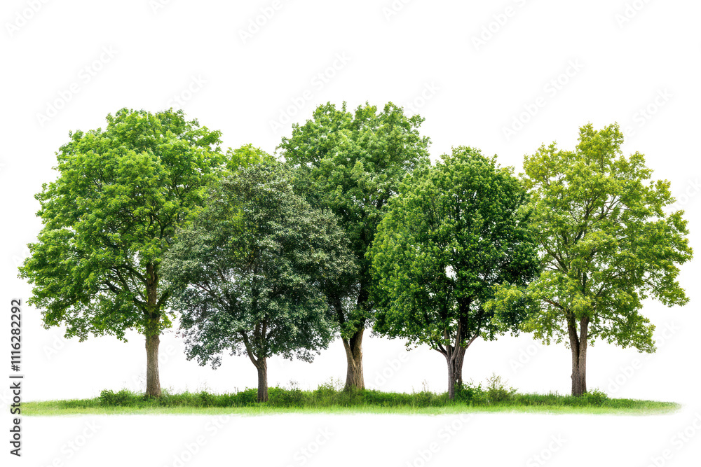 A diverse collection of lush green trees including a tall oak, a slender birch, and a wide-canopied maple, showcasing their varying shapes and textures. A diverse collection of lush green trees including a tall oak, a slender birch, and a wide-canopied maple, showcasing their varying shapes and textures.