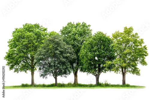 A diverse collection of lush green trees including a tall oak, a slender birch, and a wide-canopied maple, showcasing their varying shapes and textures.  photo