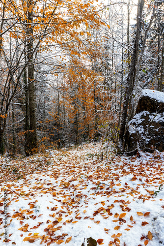morning in an unsociable place in nature, the first snow in the autumn forest, trees in snow decoration