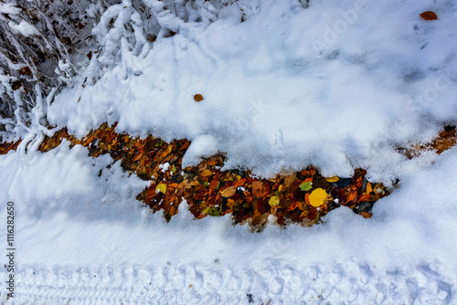 morning in an unsociable place in nature, the first snow in the autumn forest, trees in snow decoration
