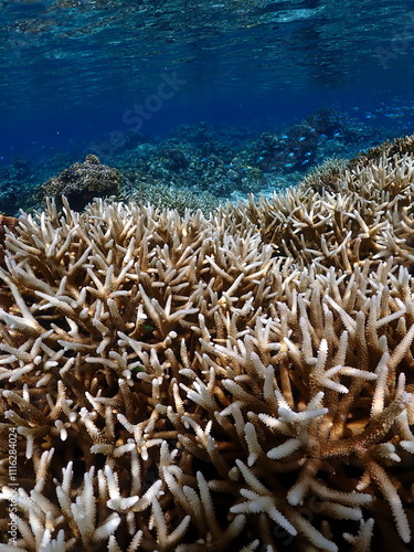Coral bleaching, Togean, Sulawesi Indonesia