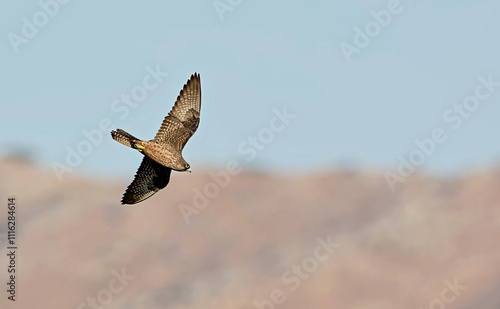 Falco eleonorae (Eleonora's Falcon), Greece