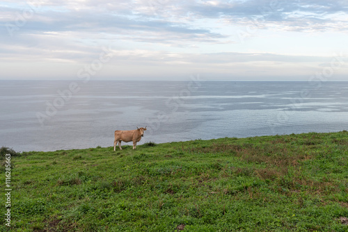 Cow grazing by the sea. Cantabrian Sea photo