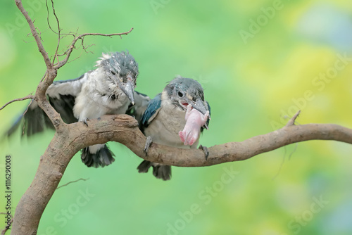 Two young collared kingfishers are preying on a baby mouse on a dry tree branch. This long and strong beaked bird has the scientific name Todiramphus chloris. photo