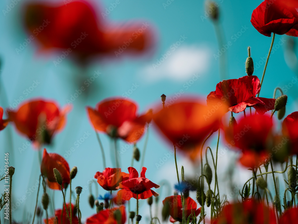 Obraz premium Description: A vibrant poppy field in summer with a shallow depth of field, highlighting the delicate red flowers against a soft, blurred background. A serene and colorful nature scene.