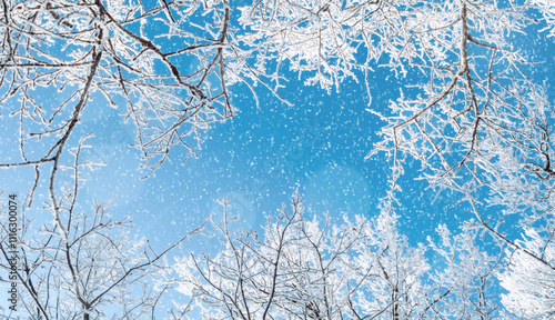 Winter Christmas landscape, spreading beautiful winter trees branches on the background of the blue sky under light falling snow, winter Christmas background with copy space